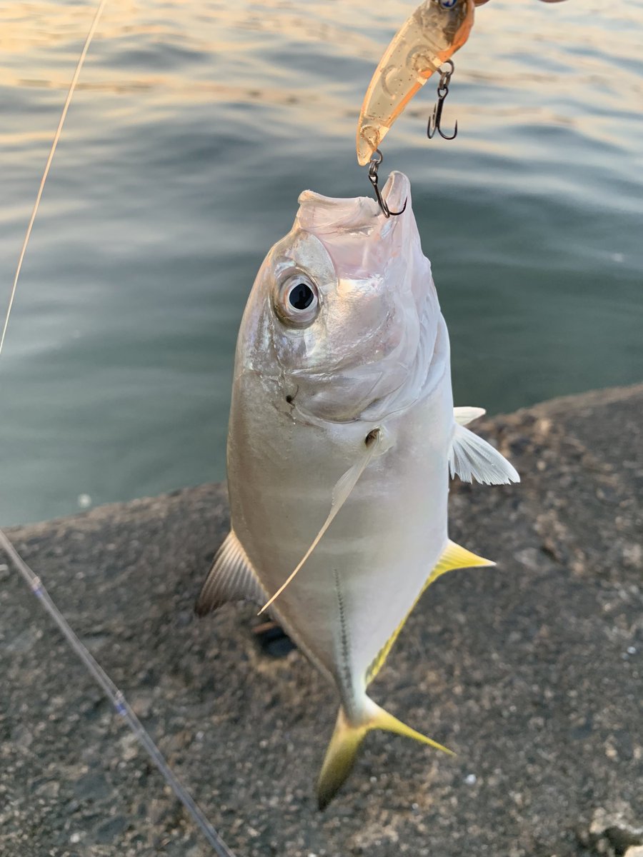 styleof717's tweet photo. シゴオワフィッシングなう🎣 行方を眩ませてたメッキちゃんが大きくなって姿を現してくれました〜🤩 チーバスも釣れてライトソルトの秋🙏
#inxlabel_jp
#アミコン40S
#BoggyOkinawa
#ENO68S
#夕暮れが早すぎる
#和歌山ライトソルト https://t.co/t2OcAXXWhF
