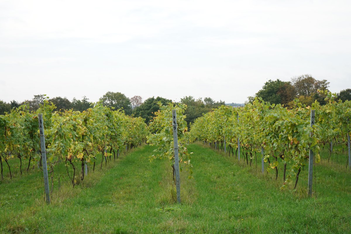 Capel Manor College tweet media