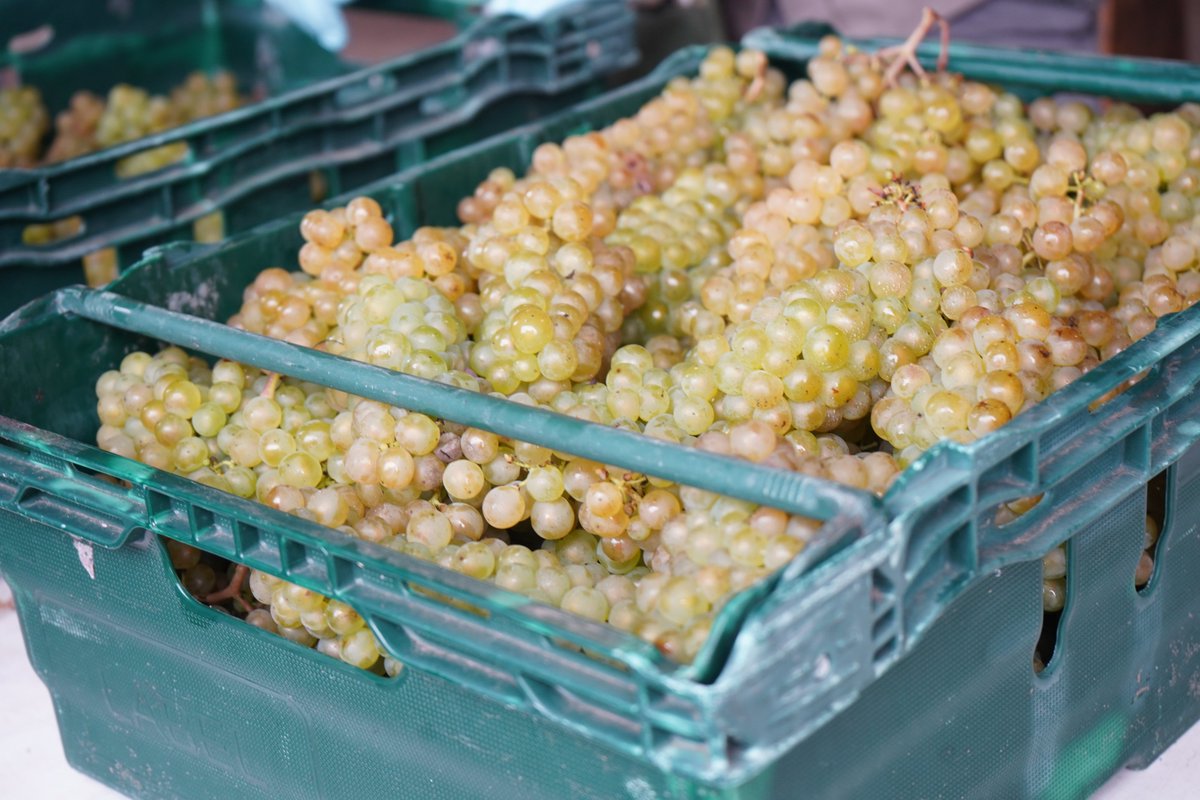 Capel Manor College tweet media