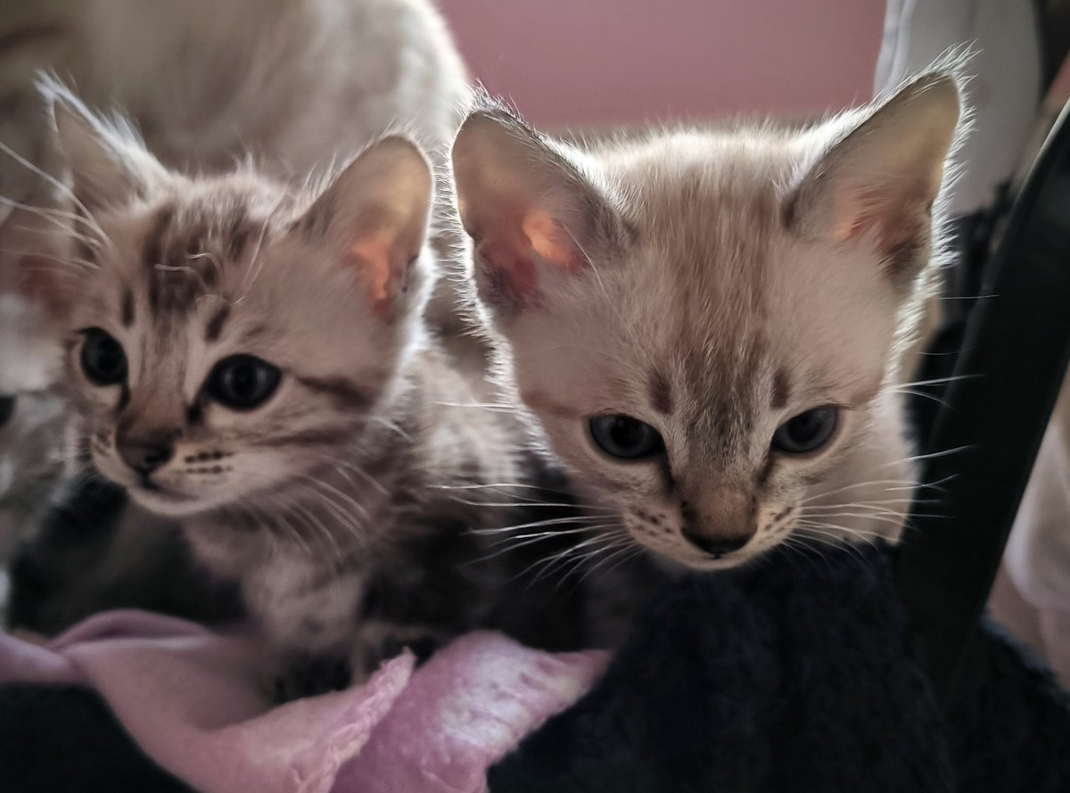 RunDuckling's tweet image. 