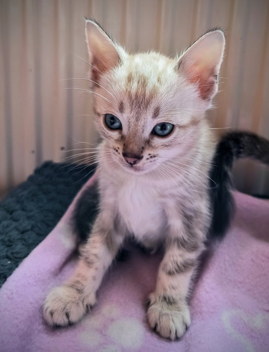 RunDuckling's tweet image. 