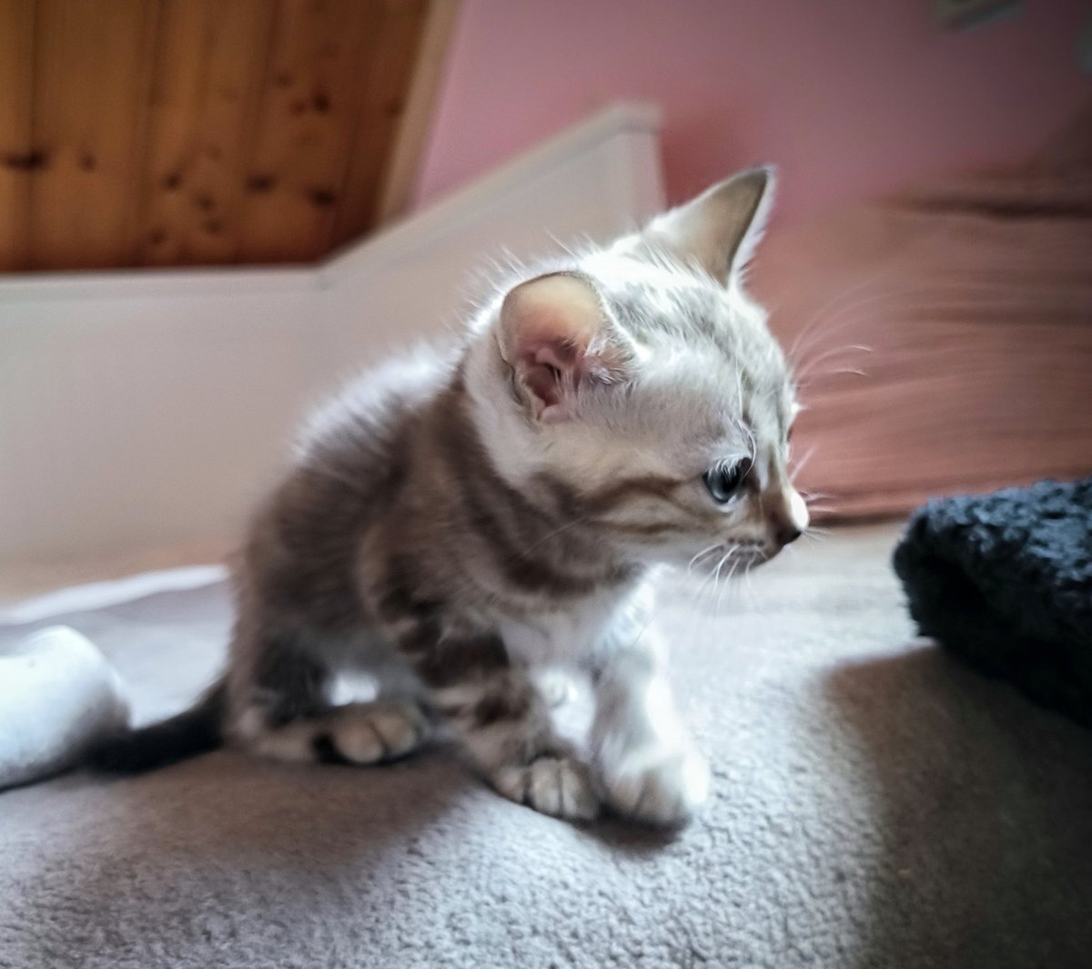 RunDuckling's tweet image. 