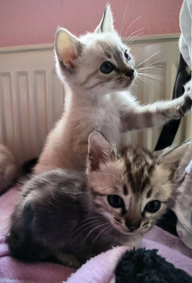 RunDuckling's tweet image. 