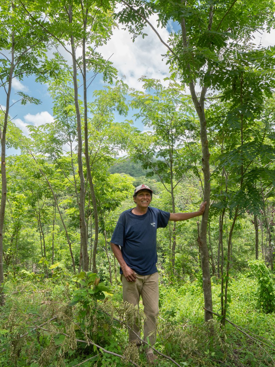treenation's tweet photo. We will plant a tree for each new follower. Join us! https://t.co/3O1IPkwJQv