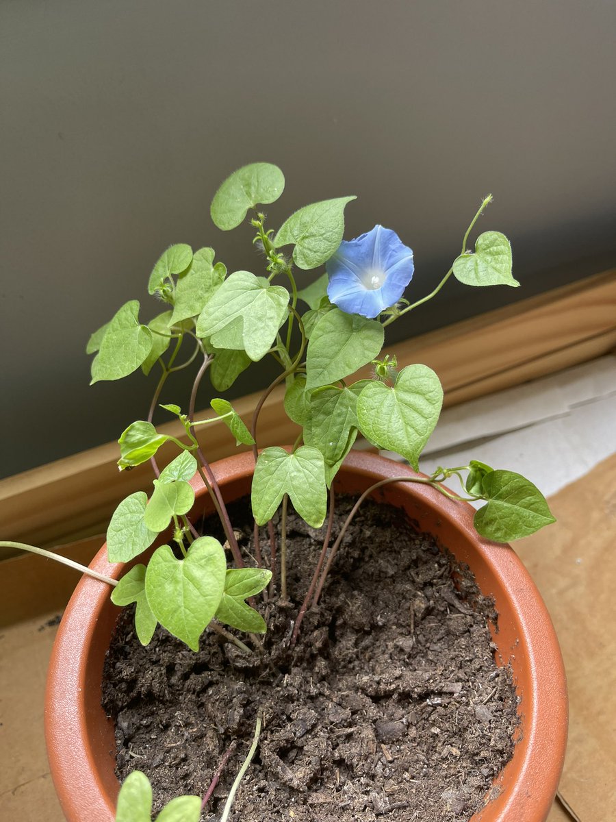 AVallecillo's tweet image. Las plantas de #sistedes2023 ya comienzan a dar flores!!! 👏👏👏