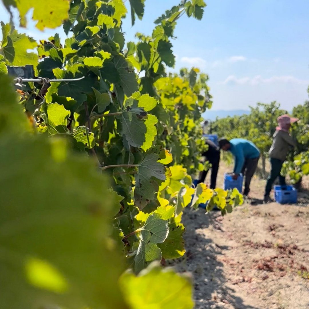 We are thrilled to welcome Makarounas Winery to the UK! A family winery located on the west coast of Cyprus, they have a viticultural history dating back four generations. Theodoros Makarounas started the winery in 2016, focusing on indigenous varieties and organic viticulture.