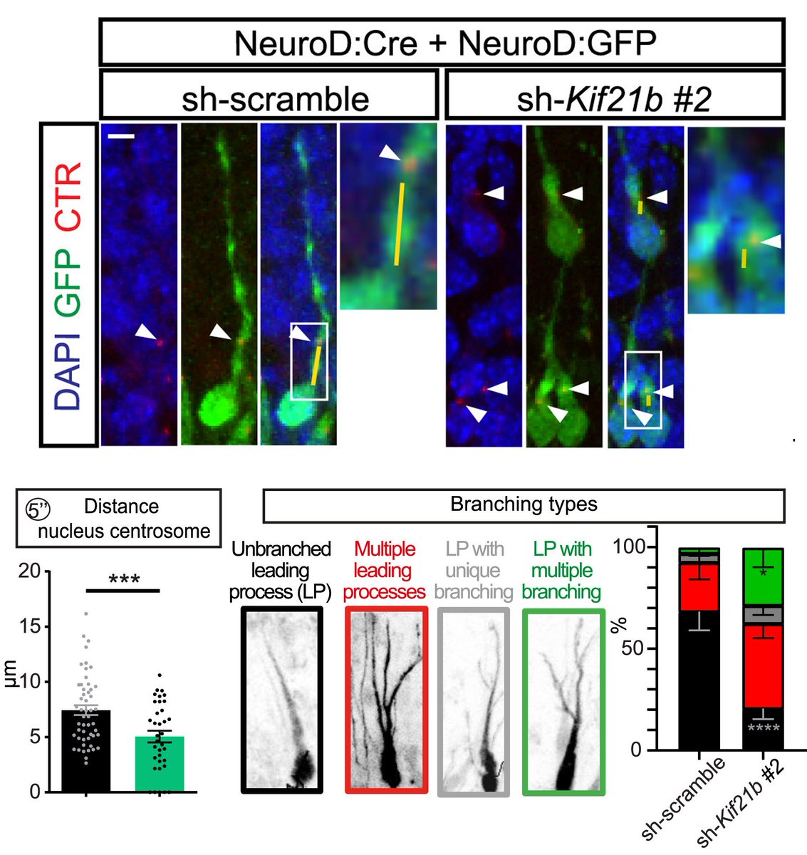 A kinesin binding to actin and boosting its polymerization 😯🤨 ? Silencing showed a clear effect on the position of the centrosome 🤩 and the shape of protrusions at the front of migrating neurons. sciencedirect.com/science/articl…