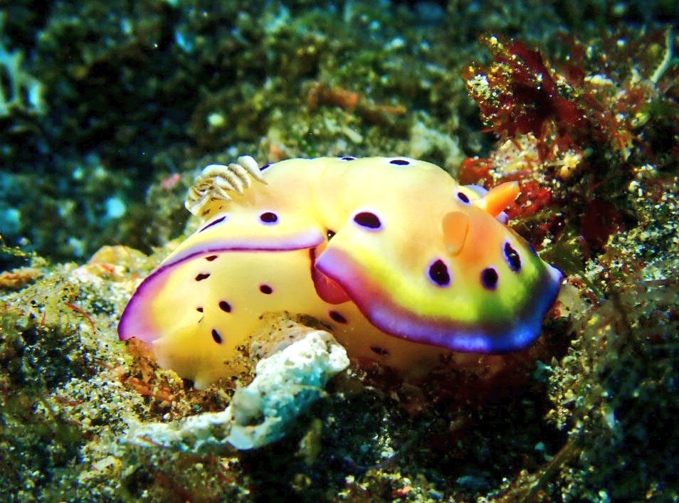 diving_bkk's tweet photo. バリツアーの最終日はマクロです。大物マン���ウ様を拝んだあとなので、ゆったり楽しめました。 https://t.co/reOsPJPHqS
