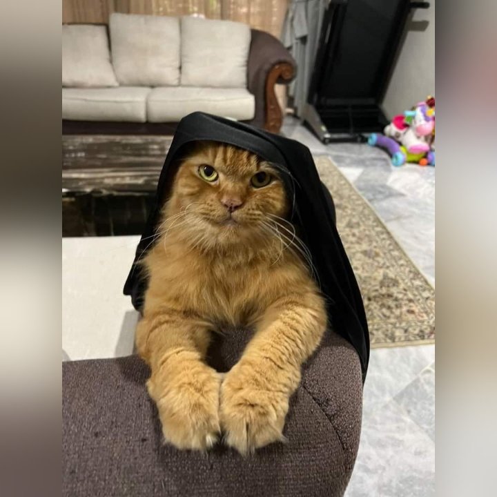 Kucing Hilang 

nama: didi
umur: 7 tahun
no tel owner: 011-12801801 or 011-11579635
lokasi: Rasah kemayan seremban 2 (rk6), Negeri Sembilan