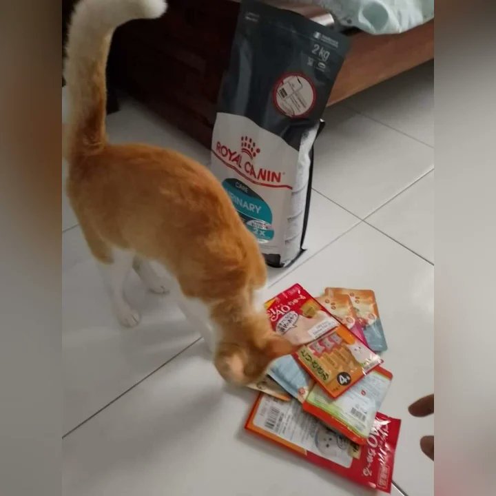 Missing Cat 

Hello everyone,🥺 kitty still haven't found,Im searching every night and day😞I love her so much and she supposed to come with me in Philippines..
*Last seen at Taman Serena jln saujana sutera 8 seremban 2.
*3 YEARS OLD 
*SPAYED
*BETINA
 01121744863
REWARD: 500RM
