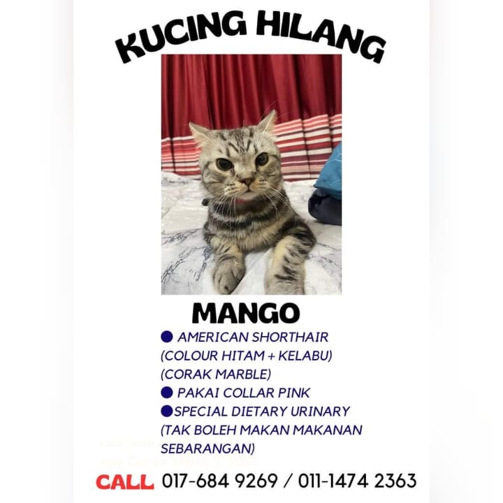 Kucing Hilang KUCING HILANG!!! Nama dia Mango, jantan, umur 3 tahun lebih. Hilang petang 15/10/2023. Last seen kt APARTMENT SAUJANA RIA, KEPONG, KUALA LUMPUR Housemate tak perasan dia menyelinap keluar. Mohon jasa baik semua untuk tolong sebarkan.