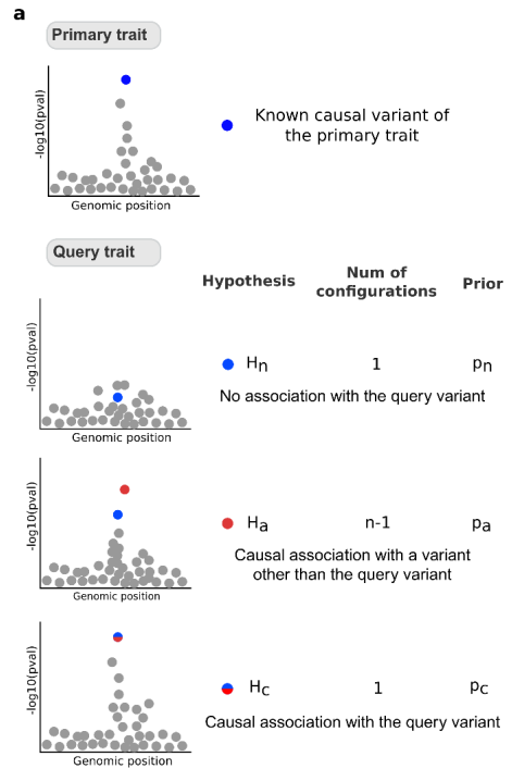 New approach to PheWAS - simultaneously test for association to index variant *and* that association isn't due to LD with neighbouring variant. Great work by @IchchaManipur + collaborators in @GSK, @Merck/@MSDintheUK biorxiv.org/content/10.110… R package: cran.r-project.org/web/packages/c…