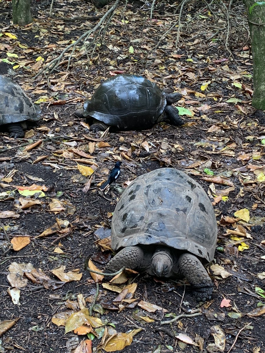 Never in my wildest dreams did I think I’d work with turtles, terrapins and tortoises on a remote island in the Seychelles. Its everything I expected it to be and more! The 200,000 breeding seabirds aren’t bad either 😂