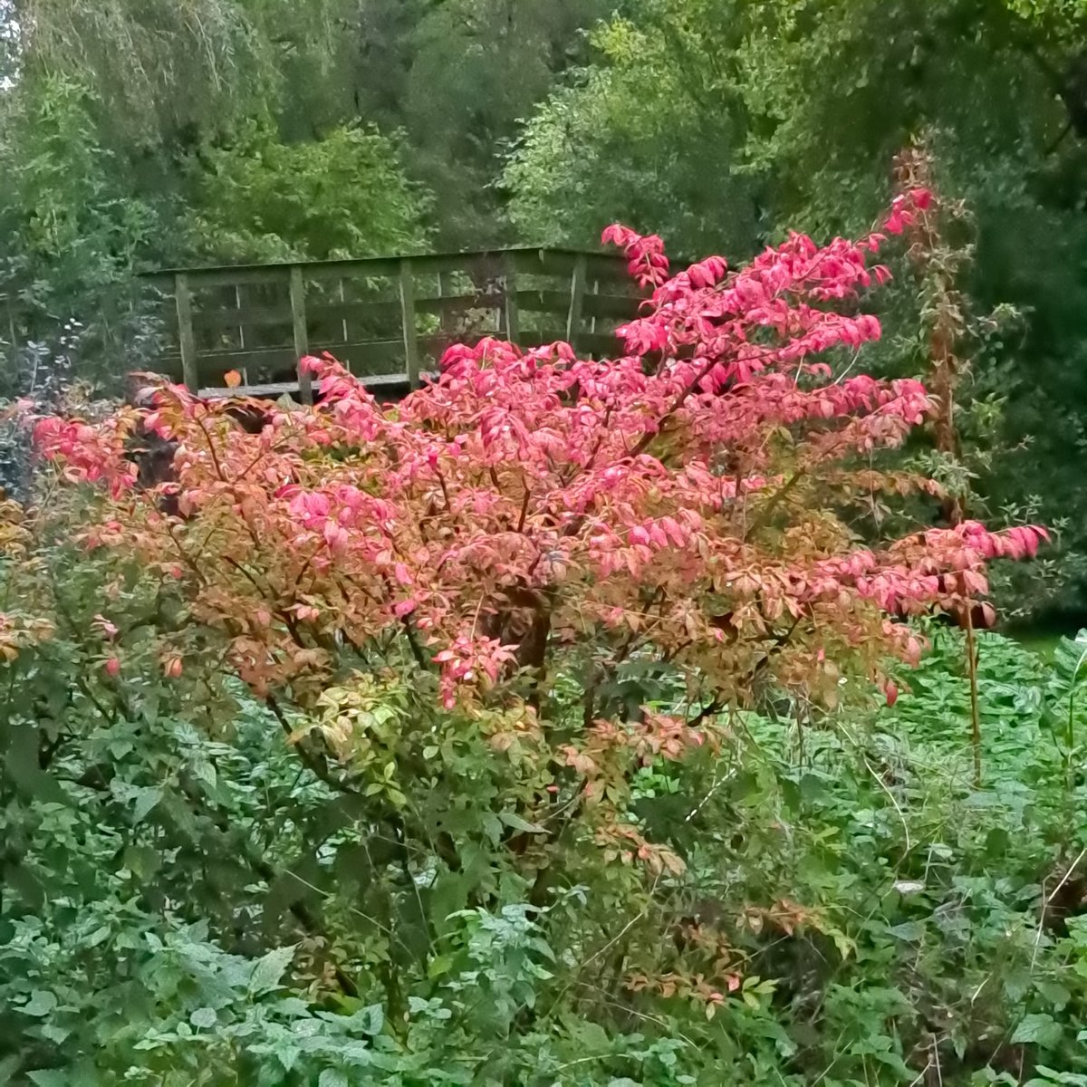 Goedemorgen,
Toen ik vanmorgen opstond volop zon, maar die is nu weer verdwenen. Gistermiddag tijdens een droog moment eindje gewandeld en dit mooi gekleurde boompje op de foto gezet.
Fijne woensdag, geniet en blijf gezond.🍂🍁🌥
#genietenindenatuur #levennaherseninfarct #herfst