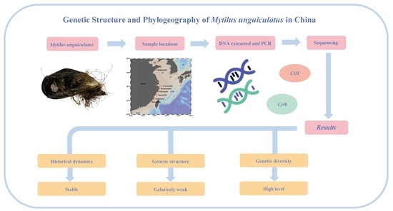 Fishes_MDPI's tweet image. 🥳#FishesMDPI #NewPaper in 2023!

&quot;#GeneticStructure and Phylogeography of Commercial Mytilus unguiculatus in China Based on #Mitochondrial COI and Cytb Sequences&quot; by Xuelian Wei et al. from Zhejiang Ocean University

🔗mdpi.com/2410-3888/8/2/…

🌈#geneticdiversity #phylogeography