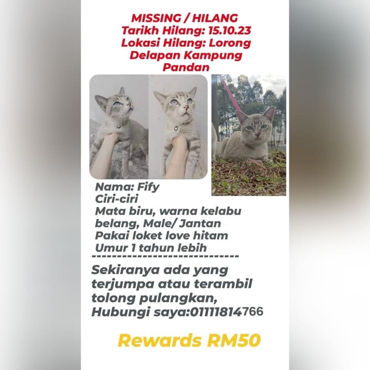 Kucing Hilang Minta jasa baik semua bantu cari kucing saya, Fify ni kucing biasa je tapi dia sangat jinak dan manja, saya dah jaga dia sejak kecil, bila dia hilang terasa sangat, menitis air mata bila teringat dia 😢 Kg pandan, kuala lumpur m.facebook.com/groups/1959684…