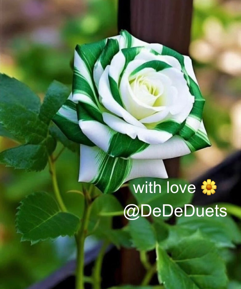 DeDe (@dededuets) on Twitter photo Hey, I'm Dede, new to this place, so I just wanted to pop in and say hi and give a massive shout out to
Miss T <a href="/lovelifetan/">Miss T. ๐ธ</a>
We really miss your company around here ๐ผ Miss T Hey, I'm Dede, new to this place, so I just wanted to pop in and say hi and give a massive shout out to
Miss T <a href="/lovelifetan/">Miss T. ๐ธ</a>
We really miss your company around here ๐ผ Miss T