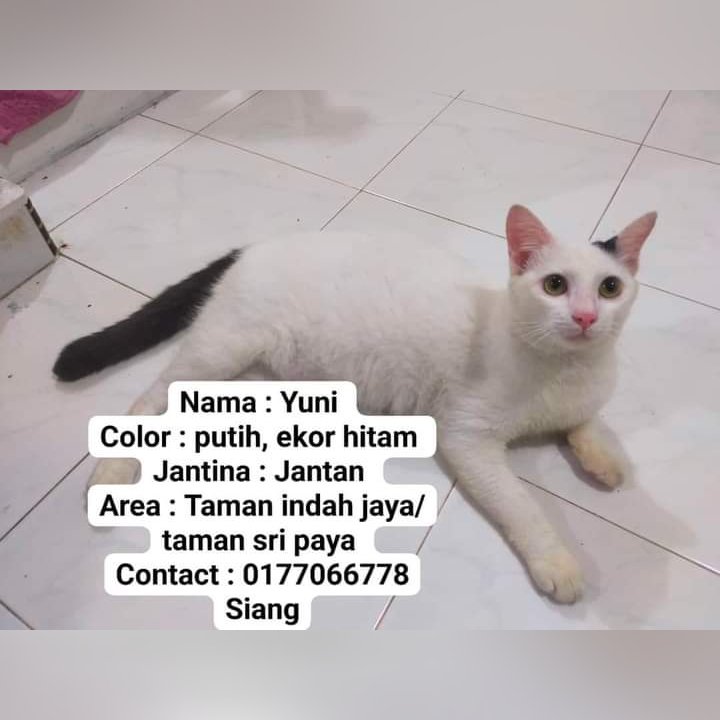 Kucing Hilang Nama : Yuni Describe : color putih, ekor hitam Jantina : Jantan Area : Taman indah jaya / taman sri paya, Kluang, Johor.. Contact : 0177066778 Siang