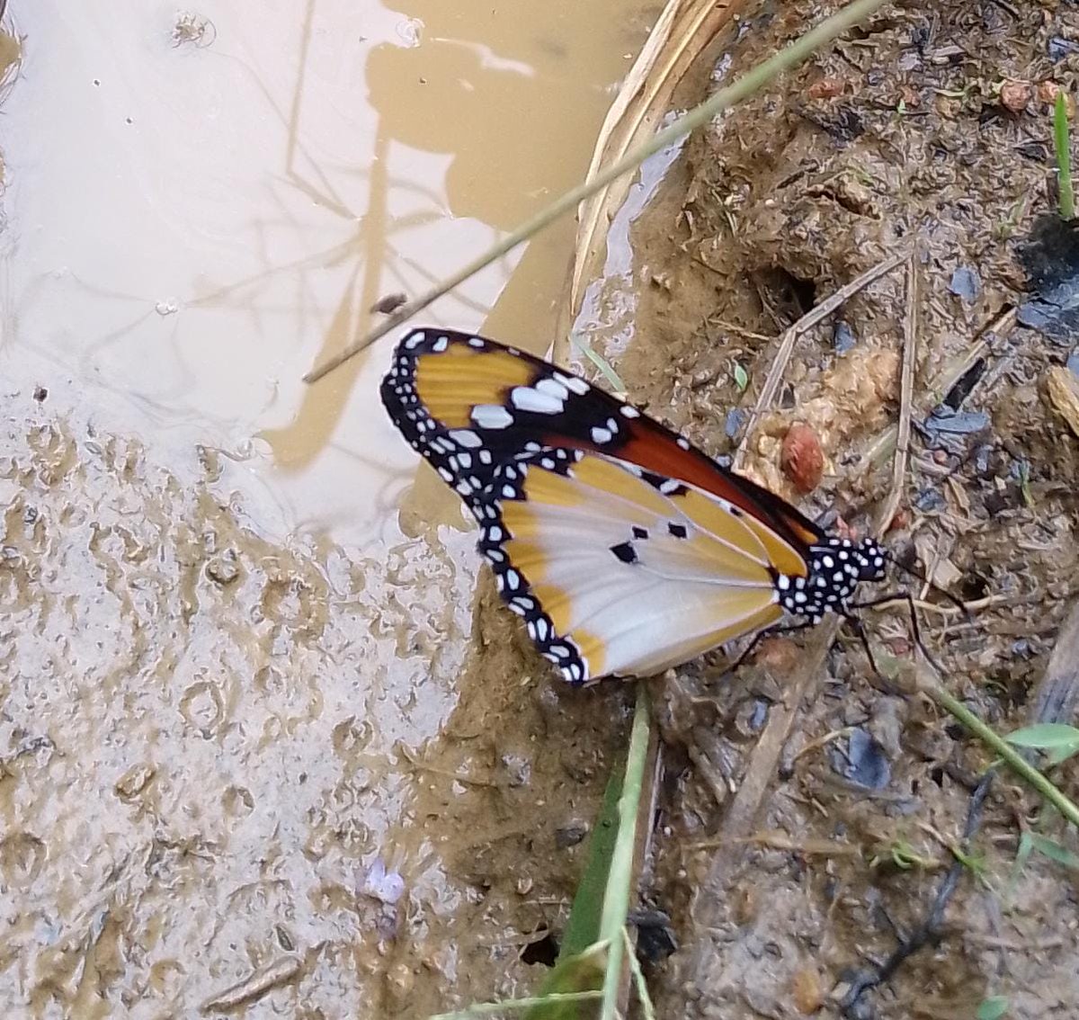We love butterflies. Do you?
Here are some beautiful photos of #butterflies and moths from our #Atewa Landscape. The #AtewaForest has about 7️⃣0️⃣0️⃣ species of butterflies.
Do enjoy the view🦋🦋🦋
Photo Credit: Charles Yaw Agyakwa
#butterflies_lovers #naturephotography