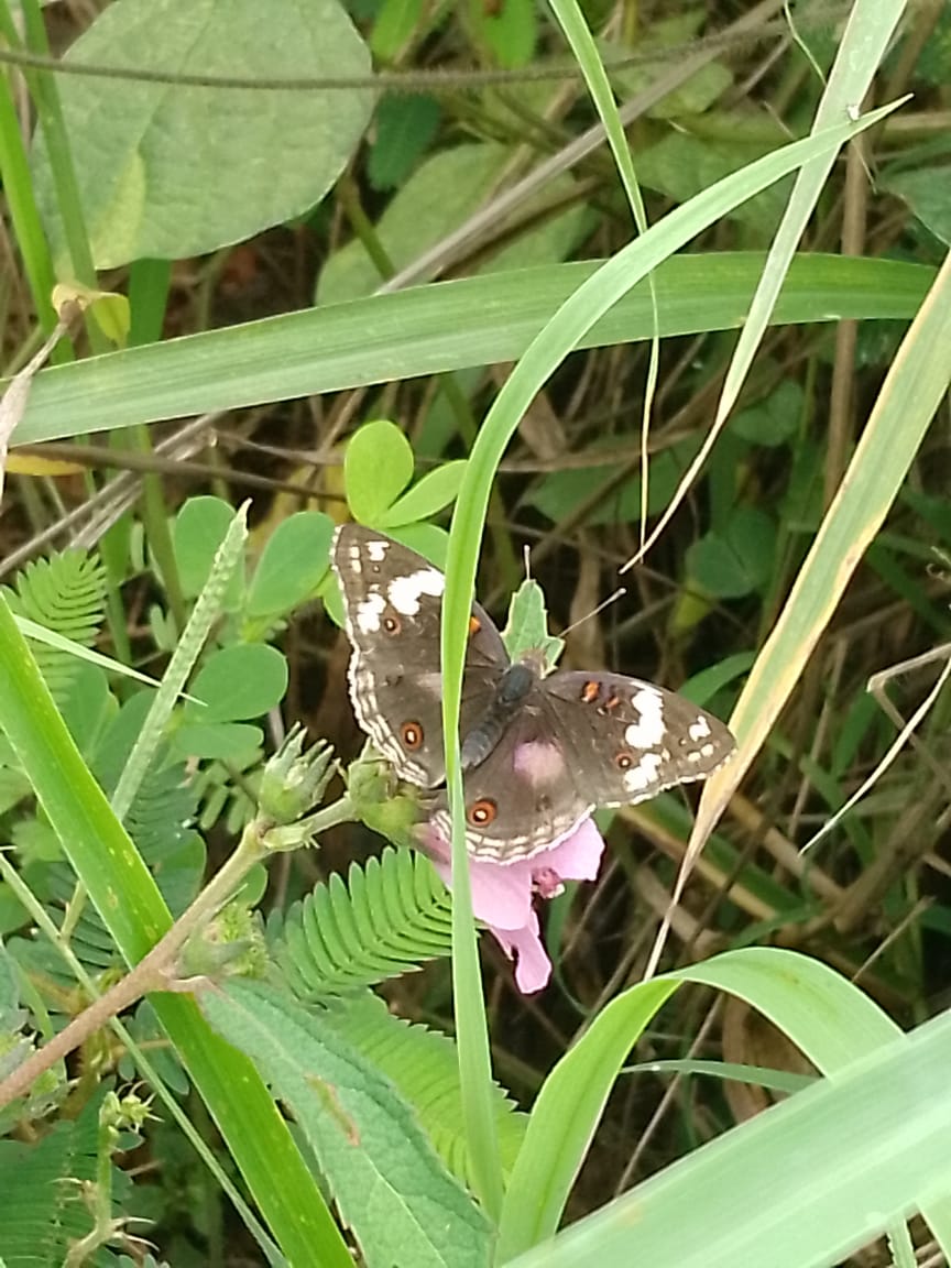 A Rocha Ghana tweet media