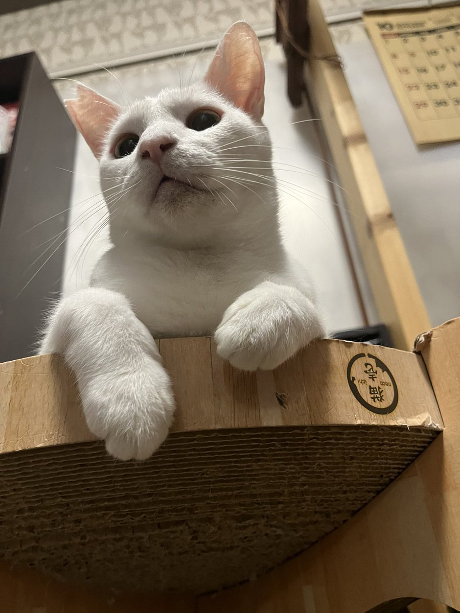 白猫のお手手🐾
#猫のいる暮らし