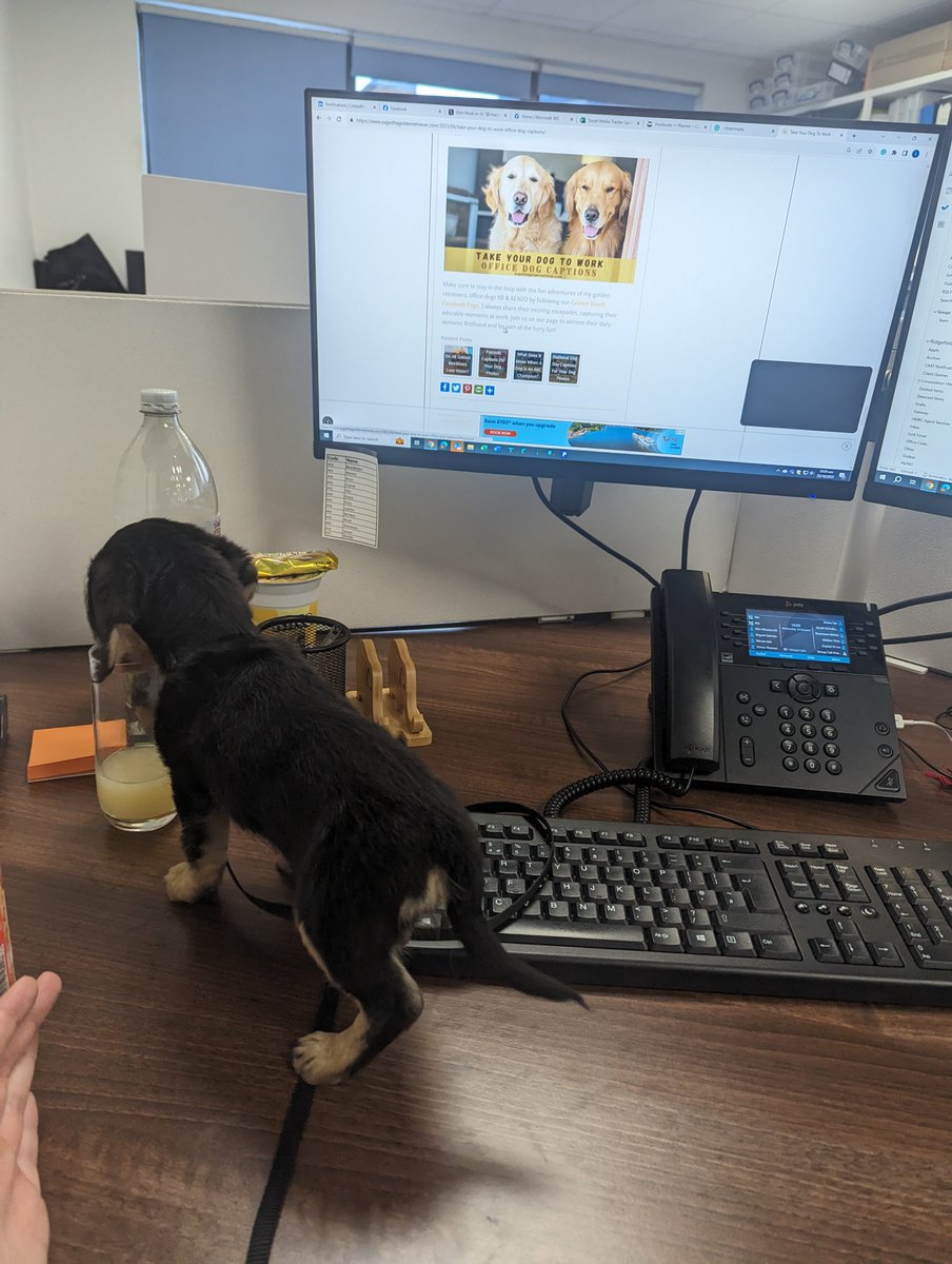 Today, we welcomed some furry new recruits to the office...😄

It's never a bad day when it's dog day in the office!

#dogday #bringyourdogtowork