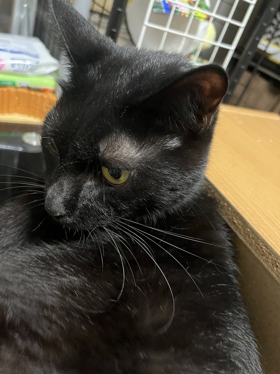 黒猫ってトイレ行った後に顔が砂まみれになるんですけど、たぶん黒猫あるあるですよね😅
他の猫も実は砂まみれになってるのかもしれない…けど、黒猫は黒いから砂が目立つんだろうな🐈‍⬛
#猫のいる暮らし