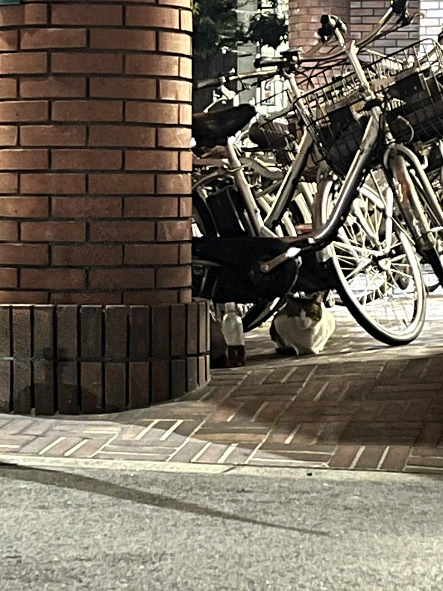 サポチャン ネコちゃん