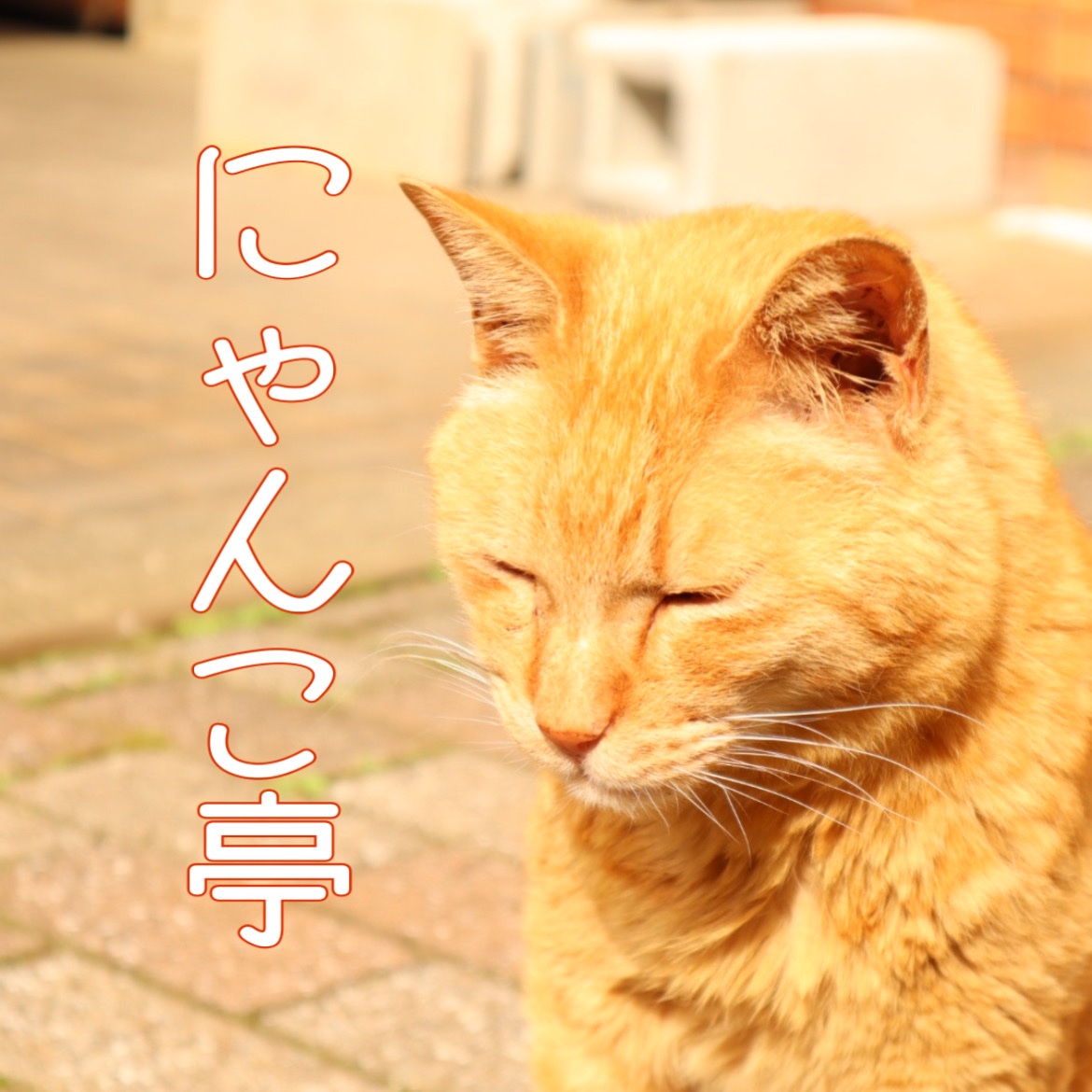 hcucats's tweet photo. 大学祭出店情報です💁‍♀️
10/28.29は是非芸術棟４階ホールにゃんこ亭までお越しください😸！ https://t.co/Cq3sbx8zQV