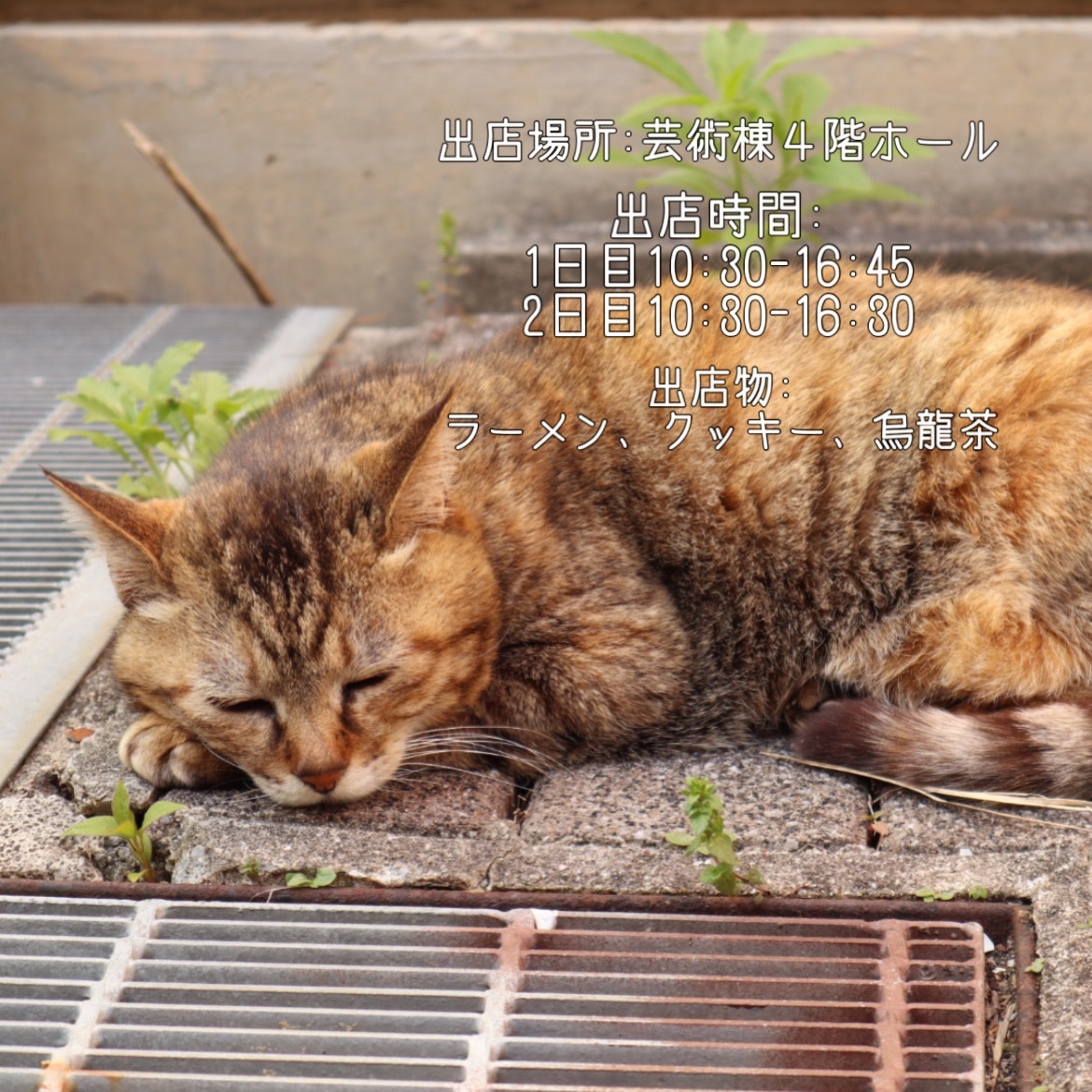 hcucats's tweet photo. 大学祭出店情報です💁‍♀️
10/28.29は是非芸術棟４階ホールにゃんこ亭までお越しください😸！ https://t.co/Cq3sbx8zQV