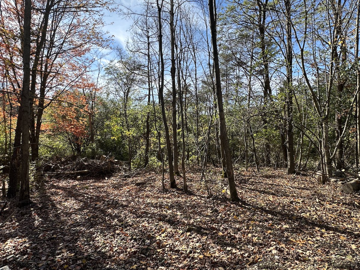 NYLandQuest's tweet image. NEWLY BUILT CABIN near Several STATE FORESTS in Birdsall NY.  This newly built cabin sits on 1 acre in Birdsall NY near Keeney Swamp State Forest and Gas Springs State Forest.  $42,900.  nylandquest.com/property/lq103… @NYLandQuest #Cabin #stateforests #NewYork