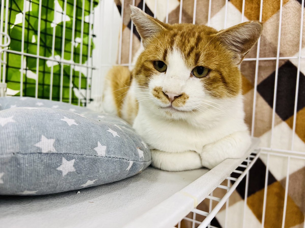 Nyapan&猫suncafe tweet media