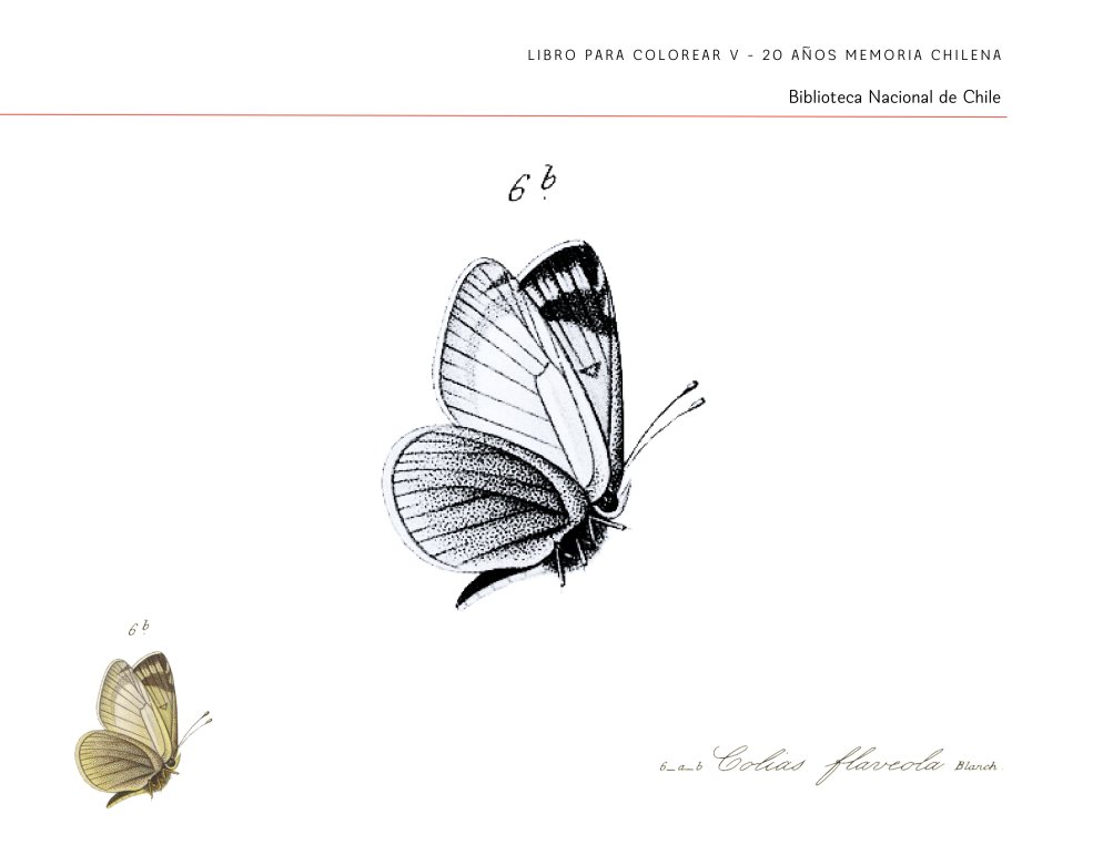 Les tenemos un regalo por los #20añosMCH: el Libro para Colorear V 
Esta versión está llena de ilustraciones de mariposas provenientes del Atlas de Claudio Gay.
Descarga, imprime y pinta: bibliotecanacionaldigital.gob.cl/bnd/646/w3-art…