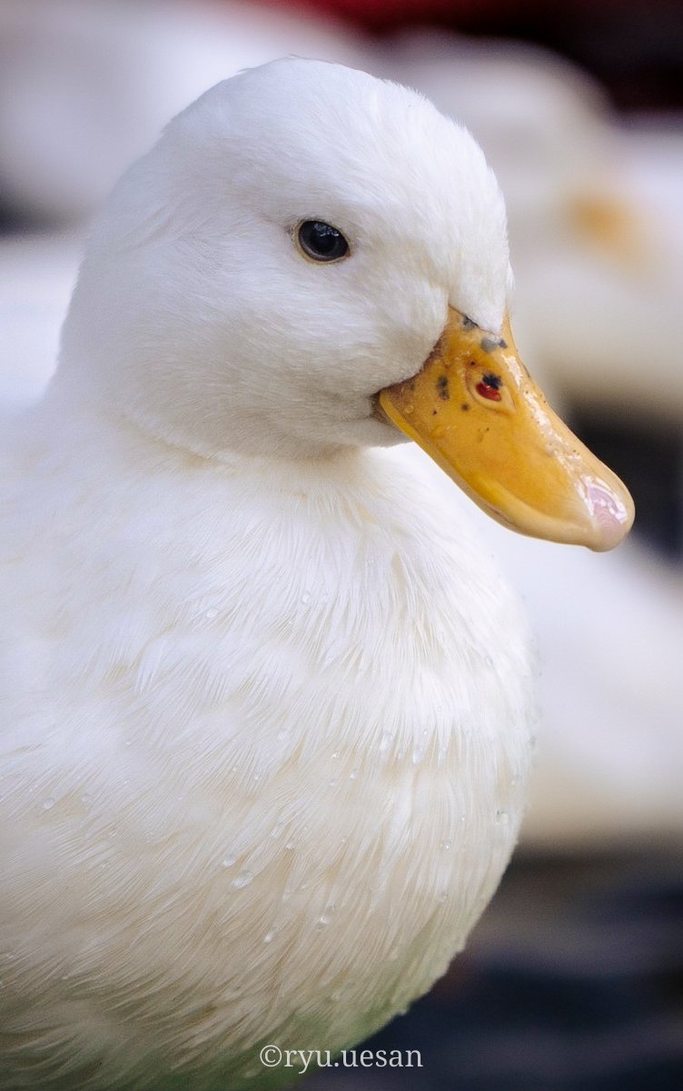 ueyamArt's tweet photo. 『白鳥』
白くてちょうかわいいやつ。
#fujifilm #TAMRON #tokyocamera #箱根観光 #ファインダー越しの私の世界 https://t.co/LWMWW3bVTl