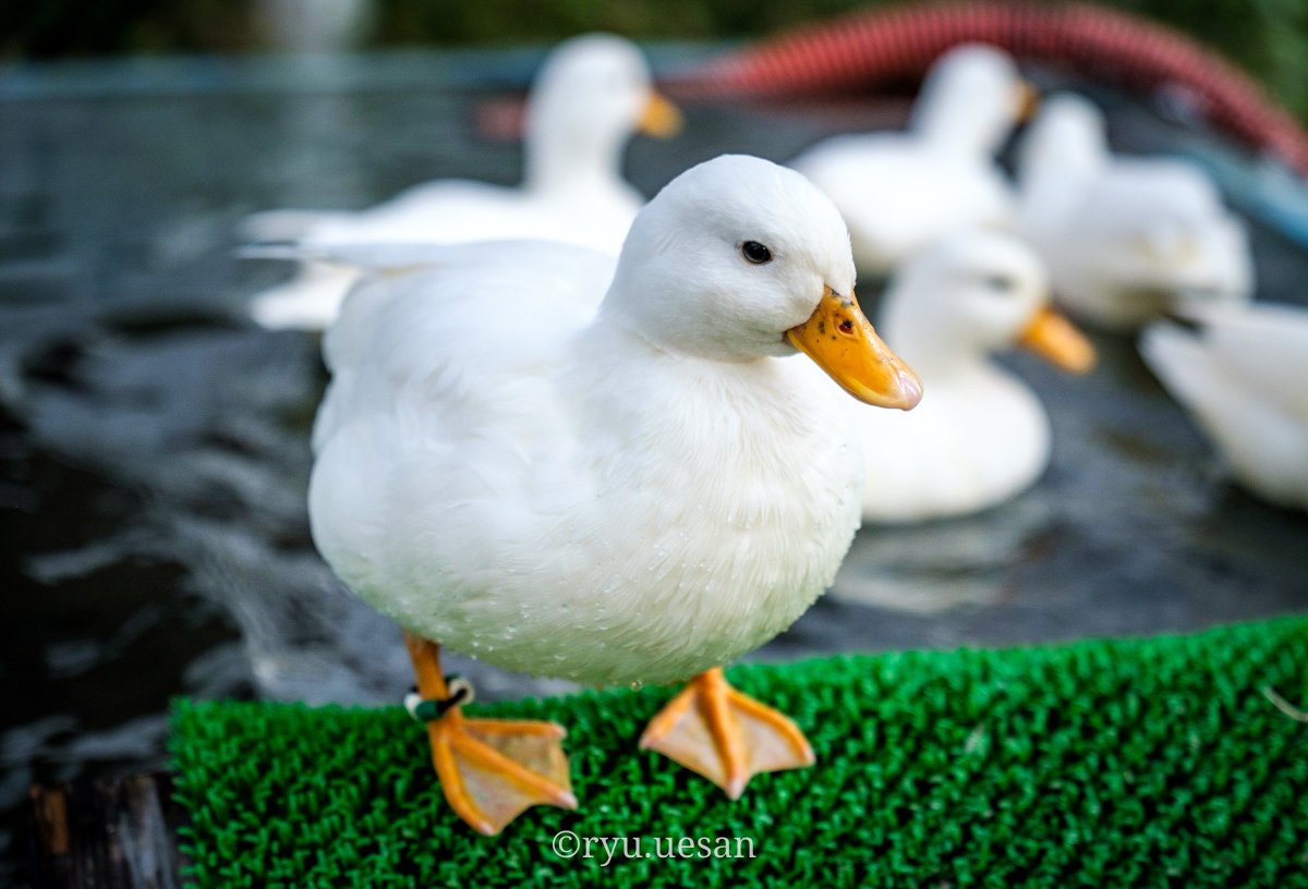 ueyamArt's tweet photo. 『白鳥』
白くてちょうかわいいやつ。
#fujifilm #TAMRON #tokyocamera #箱根観光 #ファインダー越しの私の世界 https://t.co/LWMWW3bVTl