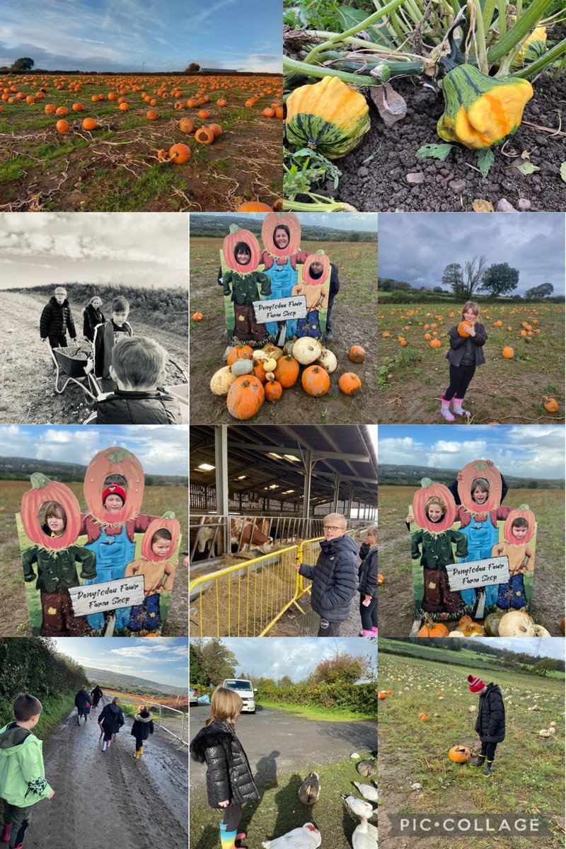 CGPrimary's tweet photo. Class 7 pupils &amp; Co had a wonderful day yesterday visiting Penyfodau Fawr Farm! They visited the shop to buy local produce &amp; use life skills. They enjoyed pumpkin picking &amp; a lot more! Outdoor learning! SI #CGPEco #CGPLang #CGPWelsh #CGPSciTech #CGPcomm #CGPHealth #CGPMaths https://t.co/lwAtFwsd8k