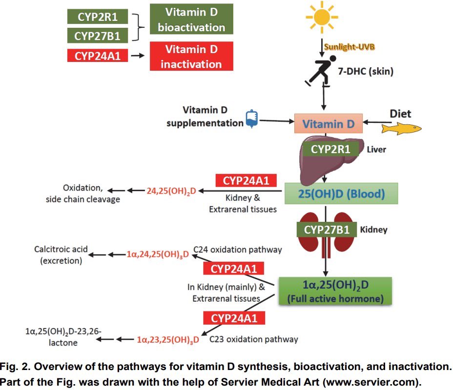biochemfuture's tweet image. อาจารย์ครับ ทำไม Vit D มีบทบาทสำคัญในการเกิด bone mineralization?
👉สรุปมาให้อ่านสั้น ๆ เข้าใจง่าย
✔️ Vit D2 และ D3 ต่างกันอย่างไร กดติดตามไว้จะไม่พลาด
✔️หรือน้องๆมีคำถามอยากให้เขียนส่งเข้ามาได้เลย
👇อ่านรายละเอียดในคอมเมนท์
#vitD #osteoporosis #bonemetabolsm #bonemineralization