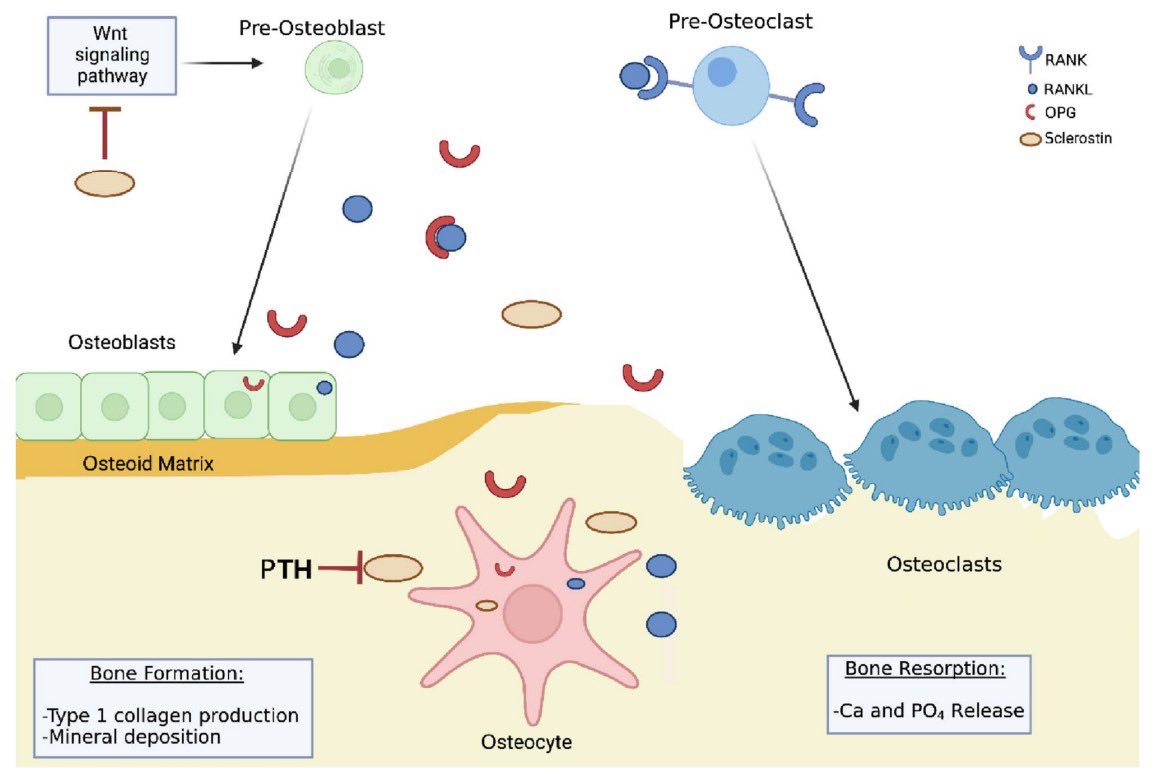 biochemfuture's tweet image. อาจารย์ครับ ทำไม Vit D มีบทบาทสำคัญในการเกิด bone mineralization?
👉สรุปมาให้อ่านสั้น ๆ เข้าใจง่าย
✔️ Vit D2 และ D3 ต่างกันอย่างไร กดติดตามไว้จะไม่พลาด
✔️หรือน้องๆมีคำถามอยากให้เขียนส่งเข้ามาได้เลย
👇อ่านรายละเอียดในคอมเมนท์
#vitD #osteoporosis #bonemetabolsm #bonemineralization
