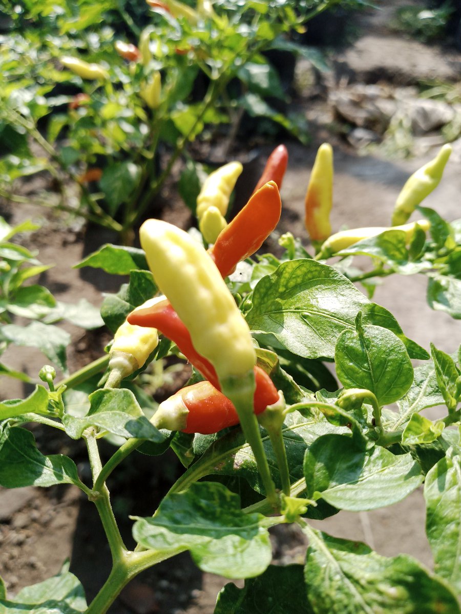 Sudut lain baru olah lahan, sudut sebelah sini malah sudah siap panen
.. 
.. 
Tak perlu nunggu presiden jadi untuk bisa kantong terisi
.. 
.. 
Yg pasti itu Tuhan tak henti2 membuat kita tunduk dan bersyukur
Tak ada jalan pintas untuk sukses kawan
Doa &amp; ikhtiar