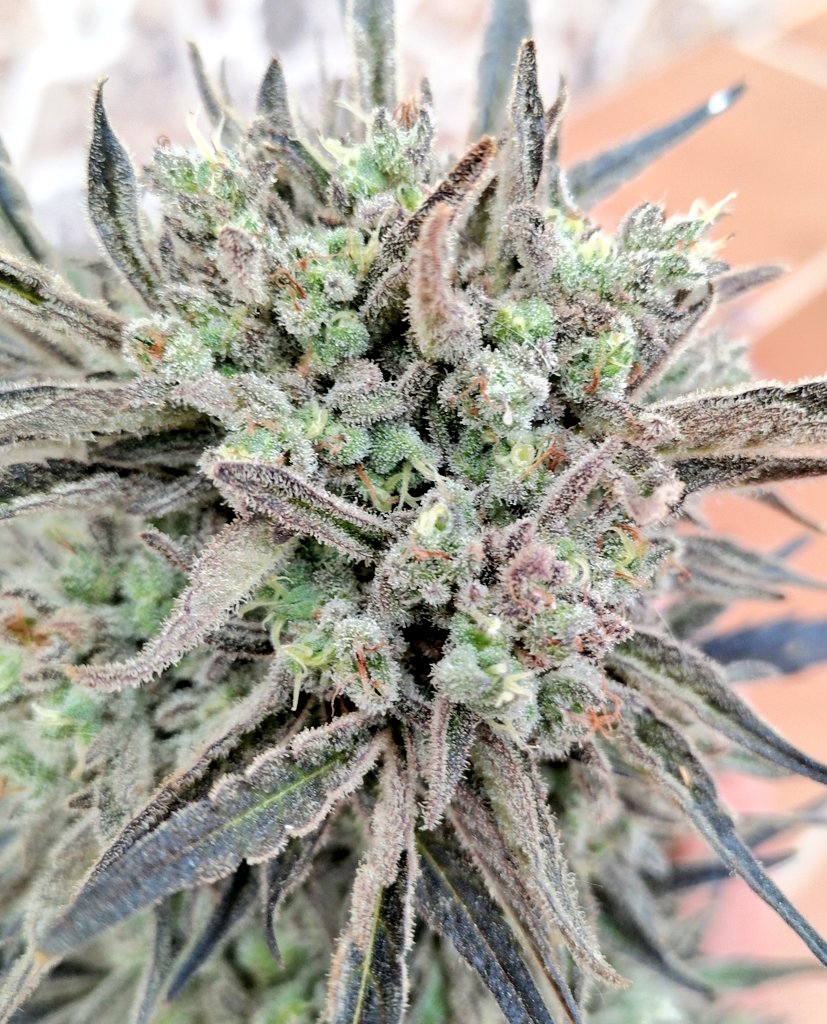 XavierNerjaLM's tweet photo. March 2023 #Finola #CBD #WinterCBD https://t.co/V3SnhvBKsa