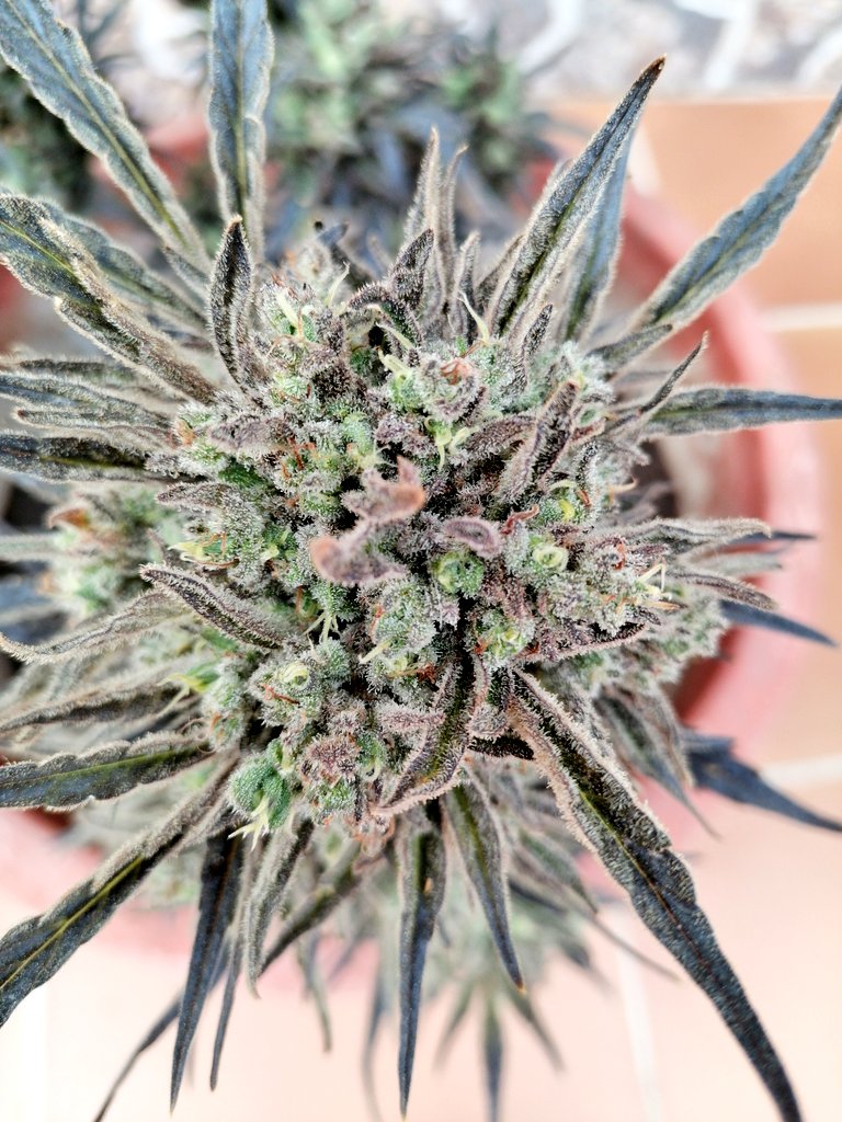 XavierNerjaLM's tweet photo. March 2023 #Finola #CBD #WinterCBD https://t.co/V3SnhvBKsa