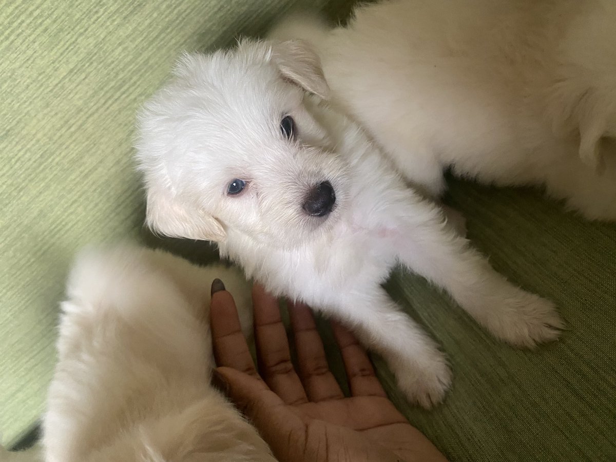 Vie_Black_vicky's tweet photo. Hello,
Alors j’ai 6 petits chiots 
2 mois et quelques jours.
4 femelles (125k)  et 2 (110k) mâles.
Si vous êtes intéressés 

Croisement Volpino italien et bichon.

Un rt sera apprécié également.

Son propriétaire est peut être sur ta Tl 🤣. https://t.co/vcORm9wJMt