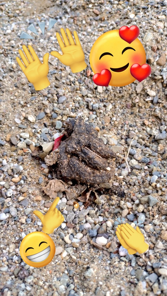 xaqui97's tweet photo. Un #cagarro preciós ha aparegut a la sorrera del parc infantil de la rambla del Camp de l'Aigua. #Centellesésmàgia
🥹
Que no li ha posat l'ajuntament de #Centelles, ja ho sabem, però es veu que hi ha gent que no sap que no es pot entrar el gos al #parc i ningú els ho ha dit. https://t.co/sY753r9eI7