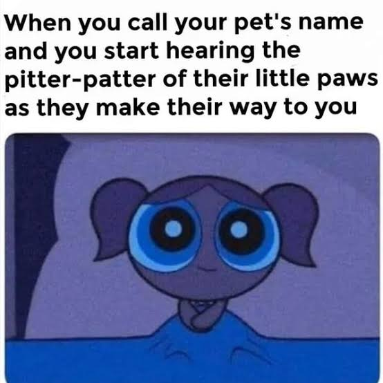 WholesomeMeme's tweet image. 