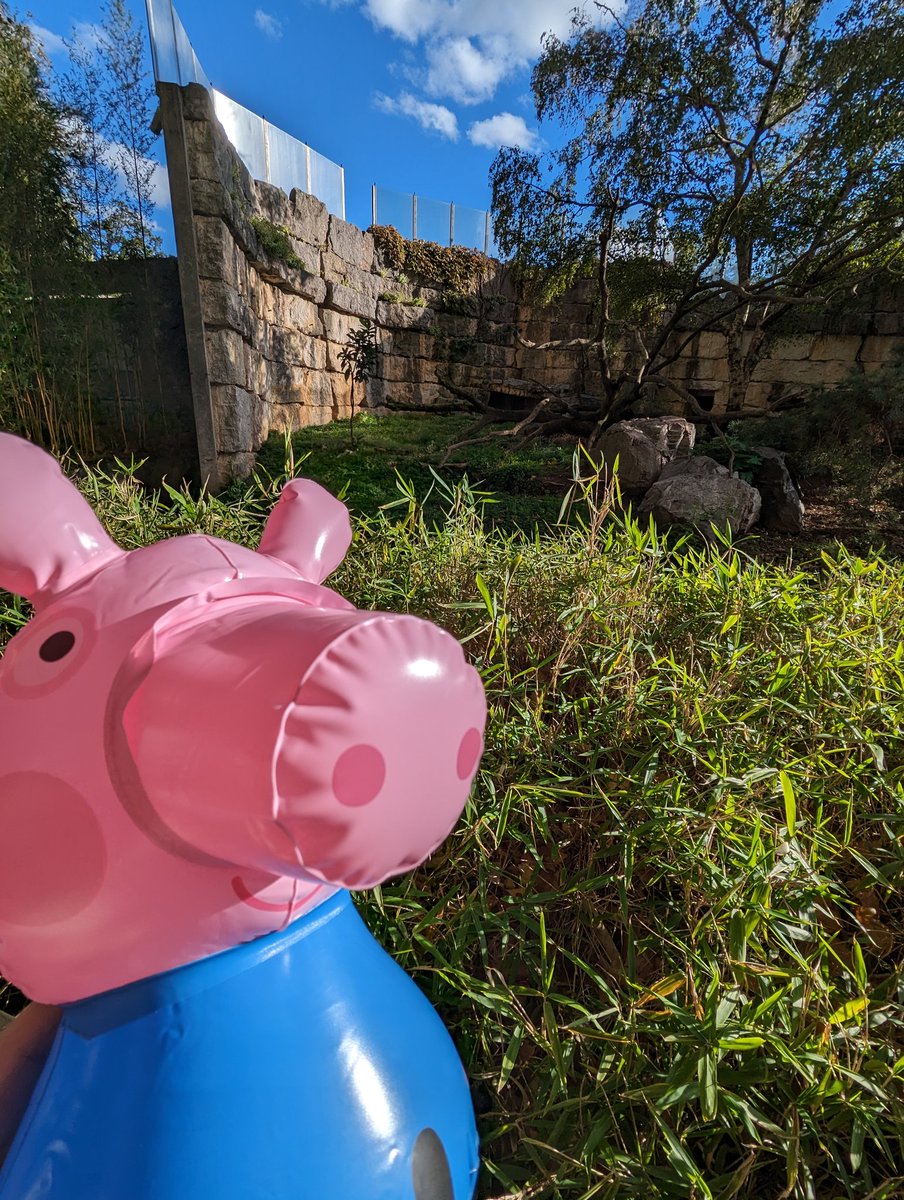 Bah wtf le vrai visage de George Pig...