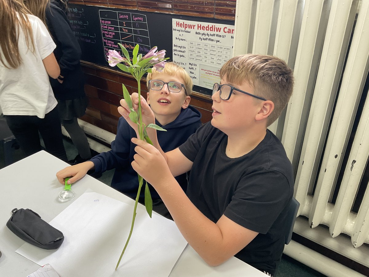 OldcastleSchool's tweet photo. Year 6 have been dissecting flowers and learning about different parts of the flowers to understand how they grow and survive in their environment. #discoveryweek https://t.co/7yazNCOQPQ