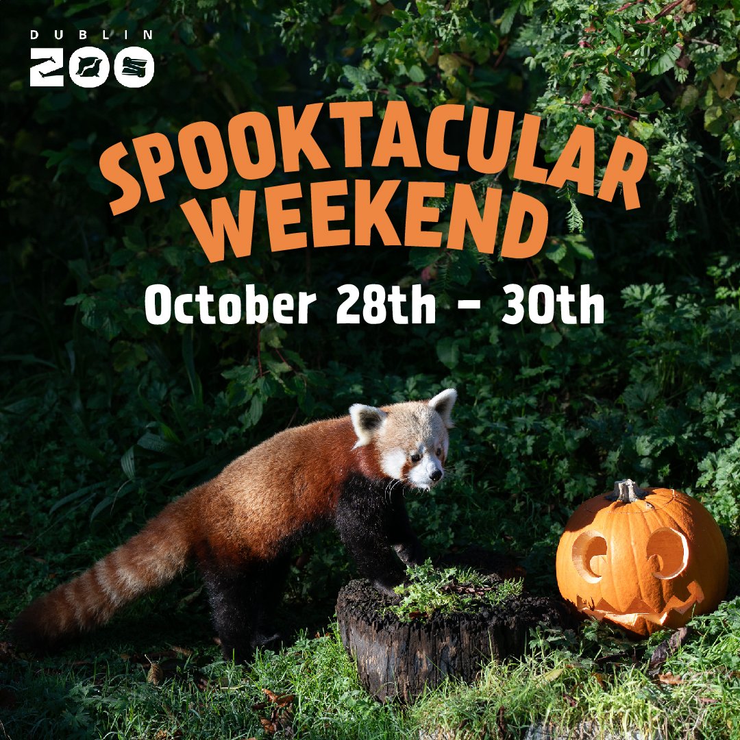 DublinZoo's tweet photo. Halloween weekend is upon us 🎃 Don’t forget to book your tickets to Dublin Zoo’s Spooktacular Halloween Weekend 👻

Tickets available here: https://t.co/ITNf0aHrGy https://t.co/Q8a96Gd7LY