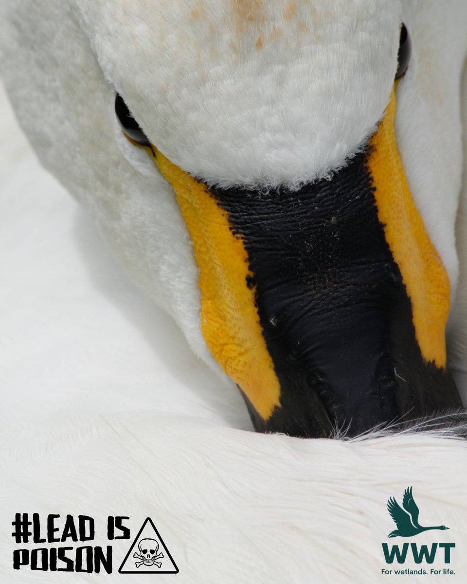 It's International Lead Poisoning Prevention Week!

Lead damages our wildlife and our health - but the EU is dragging its heels about restricting lead in outdoor shooting and fishing.

80 scientists have written an open letter demanding action 👉 ow.ly/IeZB50Q0EIH #BanLead