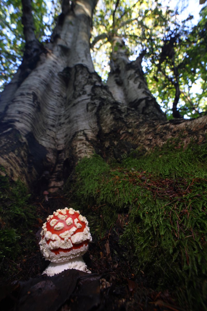 Fly Agaric