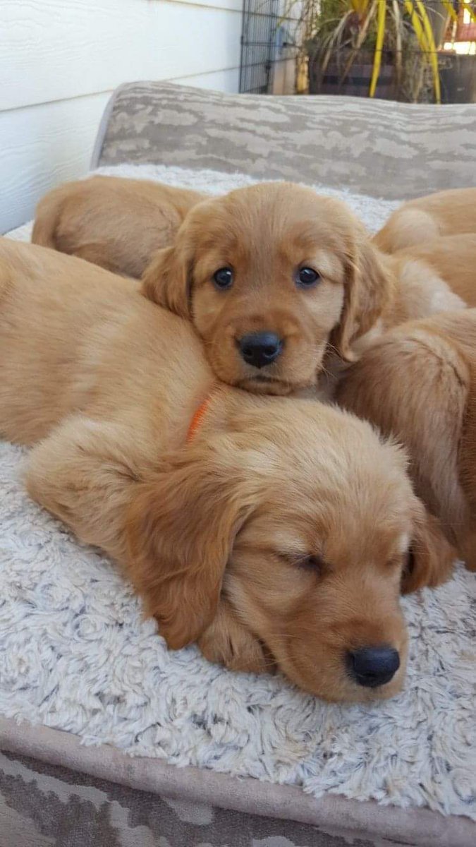 Aww cute 🥰 #goldenretriever #dogsoftwitter